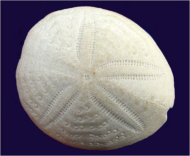 Sea Urchin Hillsborough County Florida, Pliocene, Collins Mineral Co