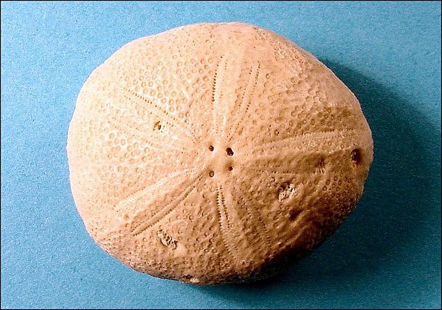 Sea Urchin Oligopygus Haldermani Late Eocene, Ocala Limestone, Ocala, Florida Length Is 4 Cm