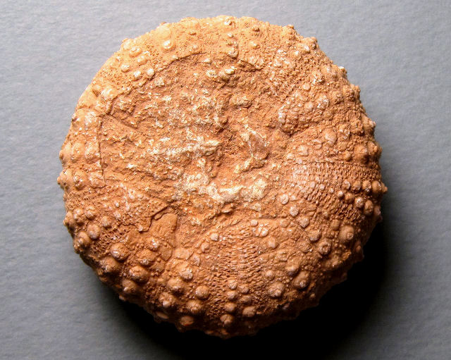 Sea Urchin Fossil Sea Urchin Species Unknown