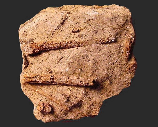 Sea Urchin Fossil Sea Urchin Spines Horquilla Formation, Southeastern Arizona