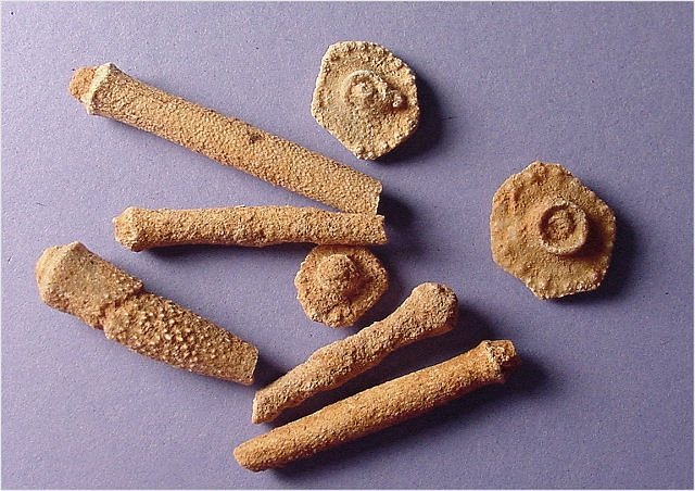 Sea Urchin Fossil Sea Urchin Spines Kaibab Formation-Permian Tom's Creek Road, Coconino National Forest, Arizona Largest 2.8 Cm