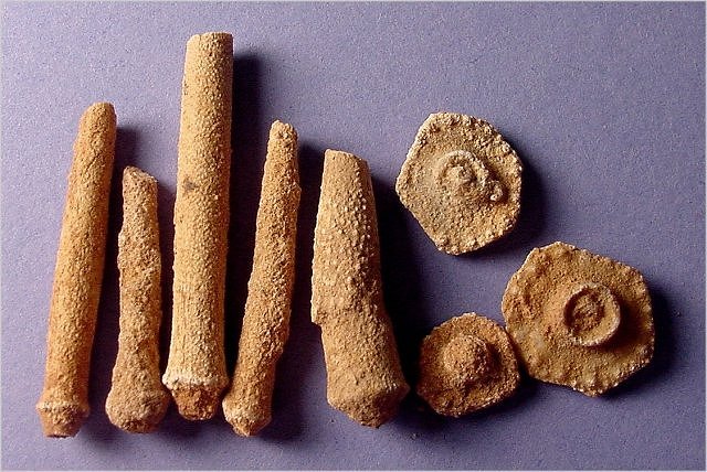 Sea Urchin Fossil Sea Urchin Spines Kaibab Formation-Permian Tom's Creek Road, Coconino National Forest, Arizona Largest 2.8 Cm