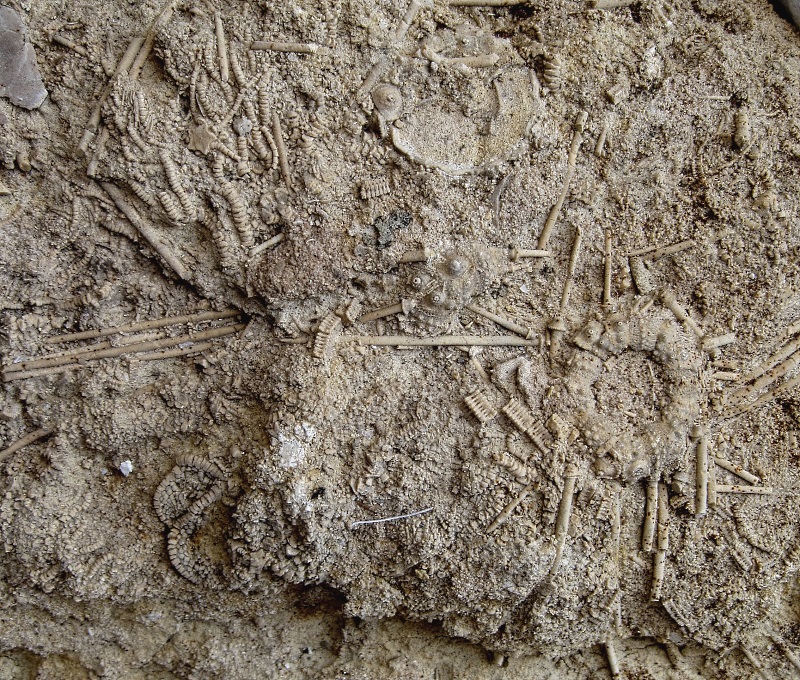 Sea Urchin Fossil Sea Urchin With Spines From France, Species Unknown