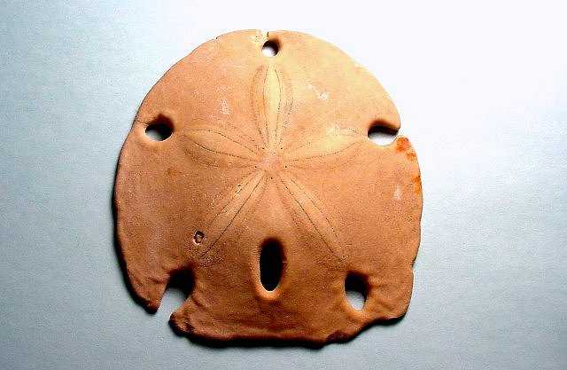 Sea Urchin Sand Dollar Baja California, Mexico