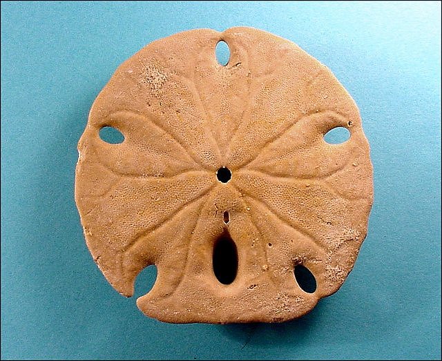 Sea Urchin Sand Dollar El Golfo, Mexico Length Is 9 Cm