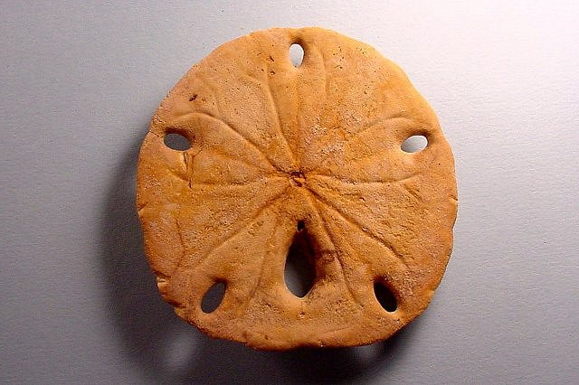 Sea Urchin Sand Dollar, Pleistocene, California