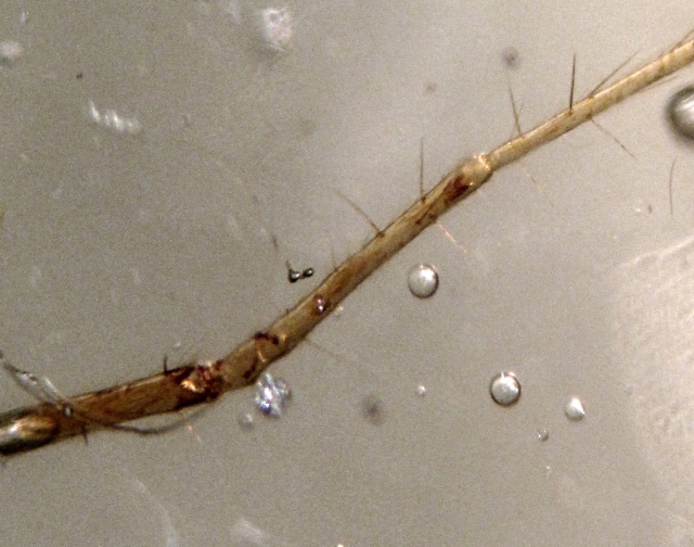 spider fossil - trapped in amber from Colombia, Spider is 5 millimeters in size