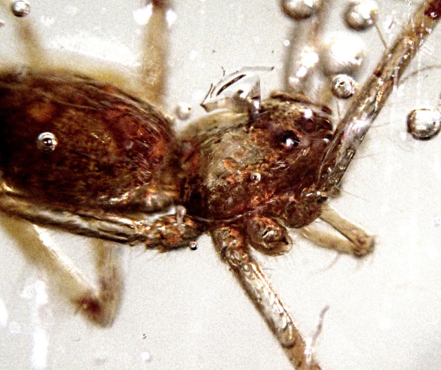 spider fossil - trapped in amber from Colombia, Spider is 5 millimeters in size