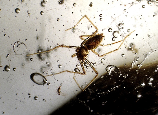spider fossil - trapped in amber from Colombia, Spider is 5 millimeters in size