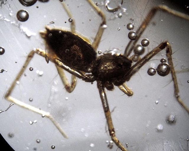 spider fossil - trapped in amber from Colombia, Spider is 5 millimeters in size