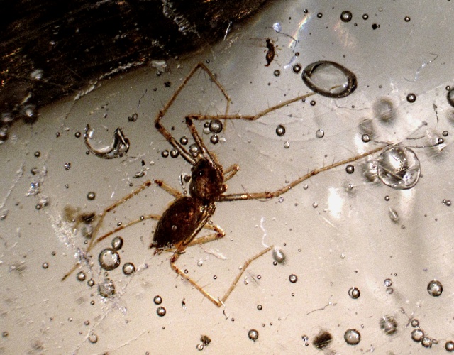 spider fossil - trapped in amber from Colombia, Spider is 5 millimeters in size.