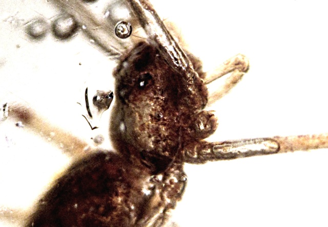 spider fossil - trapped in amber from Colombia, Spider is 5 millimeters in size