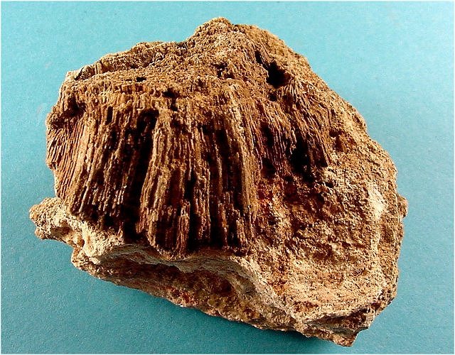 sponge fossil - Chaetes, Arizona