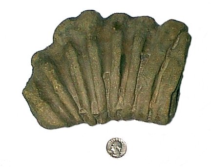 sponge fossil sponge from Pennsylvania-1 Northeast, Pennsylvania, 1_2 mile from Lake Erie