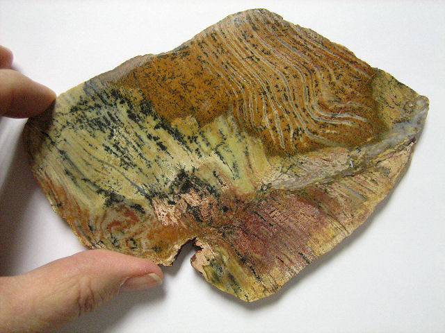 stromatolite fossil Strelly Pool stromatolite from Australia-1 cut slab Pilbara formation, Precambrian (3.4 billion years old) Western Australia