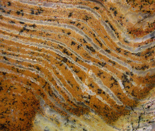 stromatolite fossil Strelly Pool stromatolite from Australia-1 cut slab Pilbara formation, Precambrian (3.4 billion years old) Western Australia