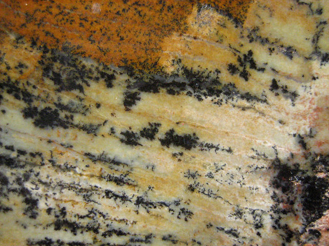 stromatolite fossil Strelly Pool stromatolite from Australia-1 cut slab Pilbara formation, Precambrian (3.4 billion years old) Western Australia