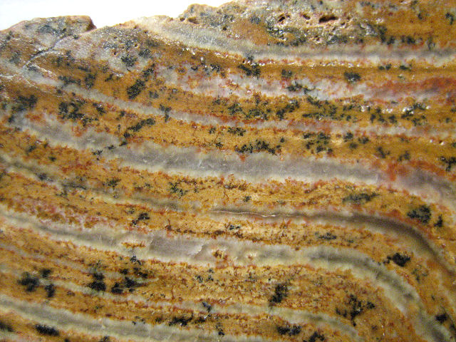 stromatolite fossil Strelly Pool stromatolite from Australia-1 cut slab Pilbara formation, Precambrian (3.4 billion years old) Western Australia