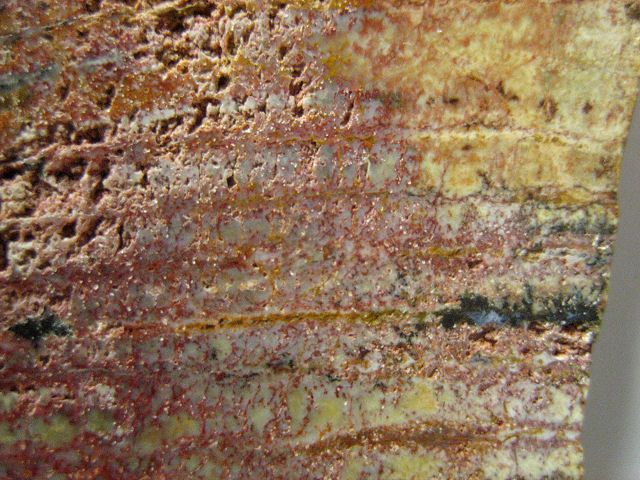 stromatolite fossil Strelly Pool stromatolite from Australia-1 cut slab Pilbara formation, Precambrian (3.4 billion years old) Western Australia