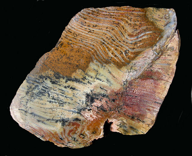 Stromatolite Fossil Strelly Pool Stromatolite From Australia-1 Cut Slab Pilbara Formation, Precambrian (3.4 Billion Years Old) Western Australia