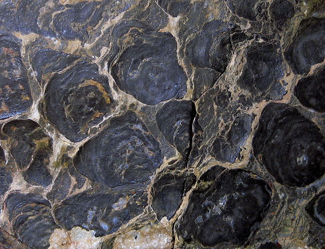 stromatolite fossil stromatolite, Acaciella australica, bottom view Precambrian Bitter Springs, N. Territory, Australia