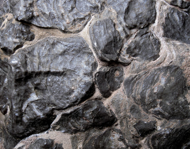 stromatolite fossil stromatolite, Acaciella australica, bottom view Precambrian Bitter Springs, N. Territory, Australia