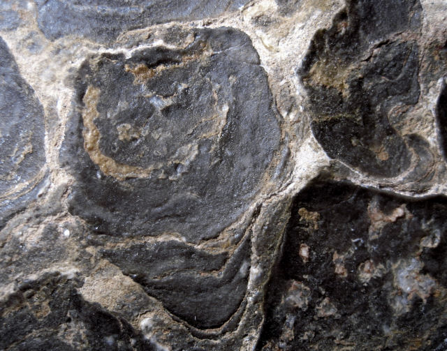 stromatolite fossil stromatolite, Acaciella australica, bottom view Precambrian Bitter Springs, N. Territory, Australia