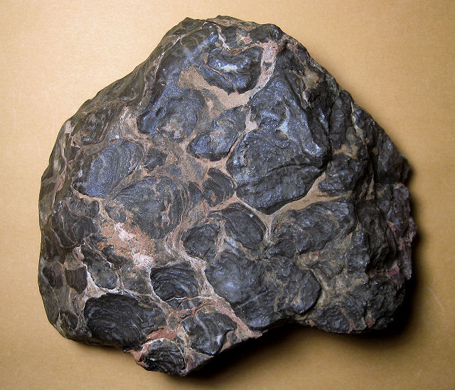 stromatolite fossil stromatolite, Acaciella australica, top view Precambrian Bitter Springs, N. Territory, Australia