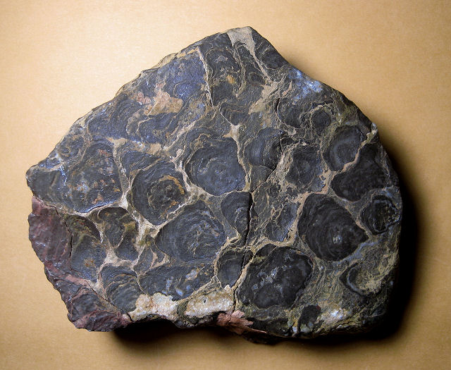 stromatolite fossil stromatolite, Acaciella australica, top view Precambrian Bitter Springs, N. Territory, Australia