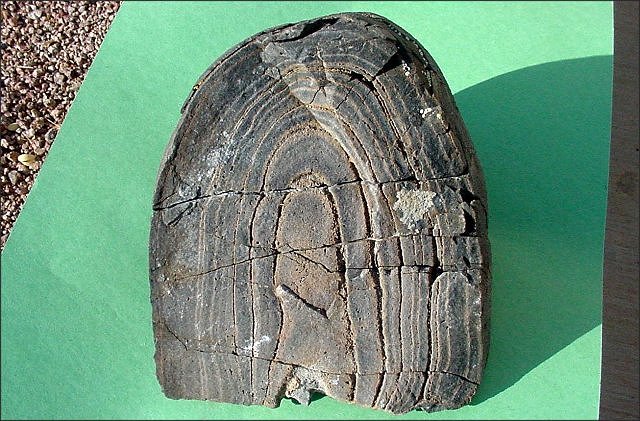 stromatolite fossil stromatolite, Lower Escabrosa Limestone, Mississippian, north wall of Dry Canyon, Whetstone Mountains of southeastern Arizona