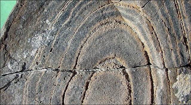Stromatolite Fossil Stromatolite, Lower Escabrosa Limestone, Mississippian, North Wall Of Dry Canyon, Whetstone Mountains Of Southeastern Arizona