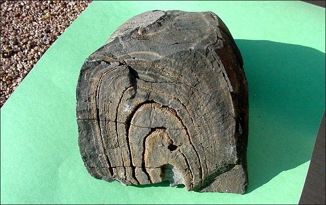 stromatolite fossil stromatolite, Lower Escabrosa Limestone, Mississippian, north wall of Dry Canyon, Whetstone Mountains of southeastern Arizona