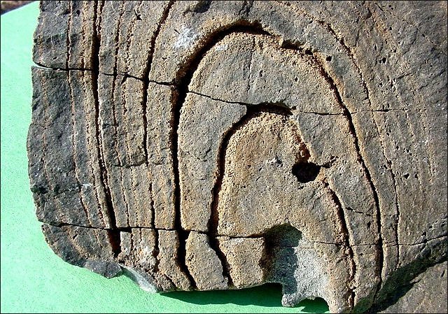 stromatolite fossil stromatolite, Lower Escabrosa Limestone, Mississippian, north wall of Dry Canyon, Whetstone Mountains of southeastern Arizona