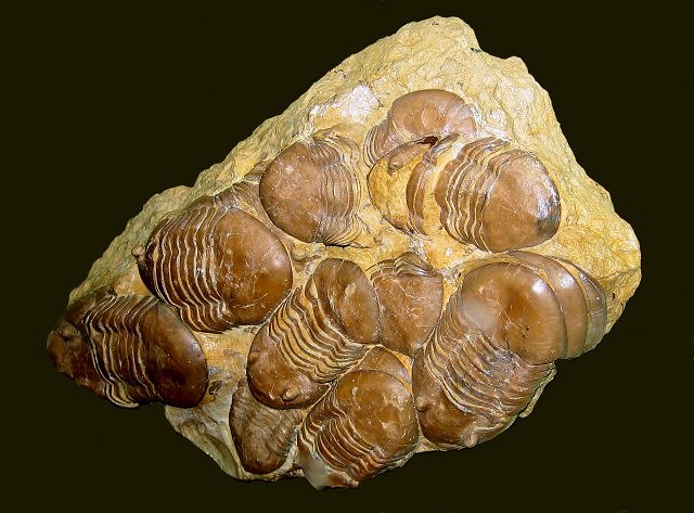 Trilobite - Cluster Of Trilobites - Species Unknown - Exhibit Museum Of Natural History - University Of Michigan - Ann Arbor, Michigan