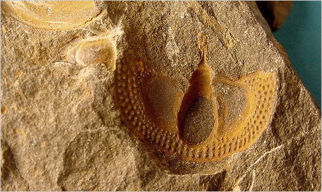 trilobite fossil, Martinsburg Formation-Devonian Swatora Gap, Pennsylvania also known as the lace-collar trilobite average width