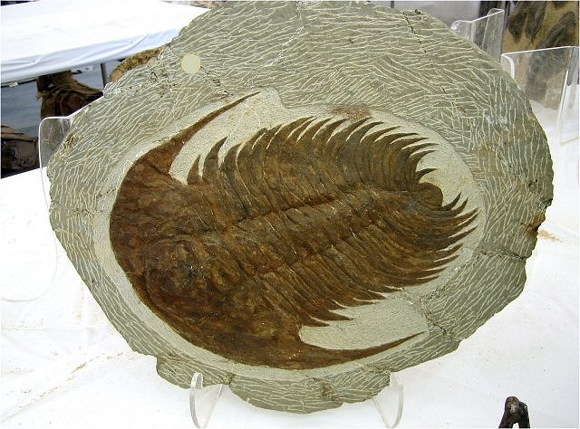 Trilobite - Fossil Trilobite – Acadoparadoxides - Morocco, Adnane Fossils