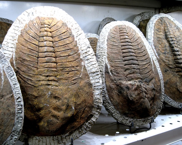 Trilobite - Fossil Trilobite – Acadoparadoxides - Morocco, Moroccan Imports
