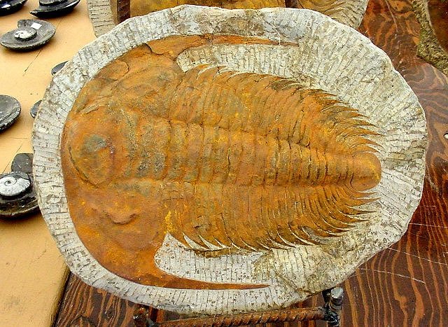 Trilobite - Fossil Trilobite – Acadoparadoxides - Morocco, Moroccan Imports