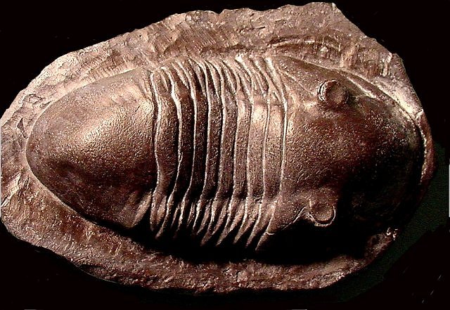 Trilobite - Resin Cast Replica Exoskeleton Of Isotelus Gigas