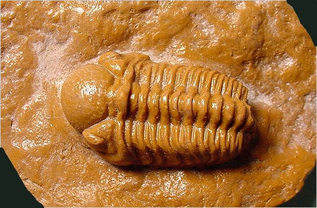 Trilobite - Resin Cast Replica Of Phacops Raymondi