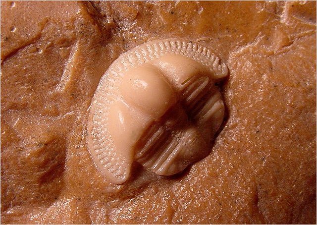 Trilobite - Resin Cast Replica Of Cephalon Of Cryptolithus Bellulus