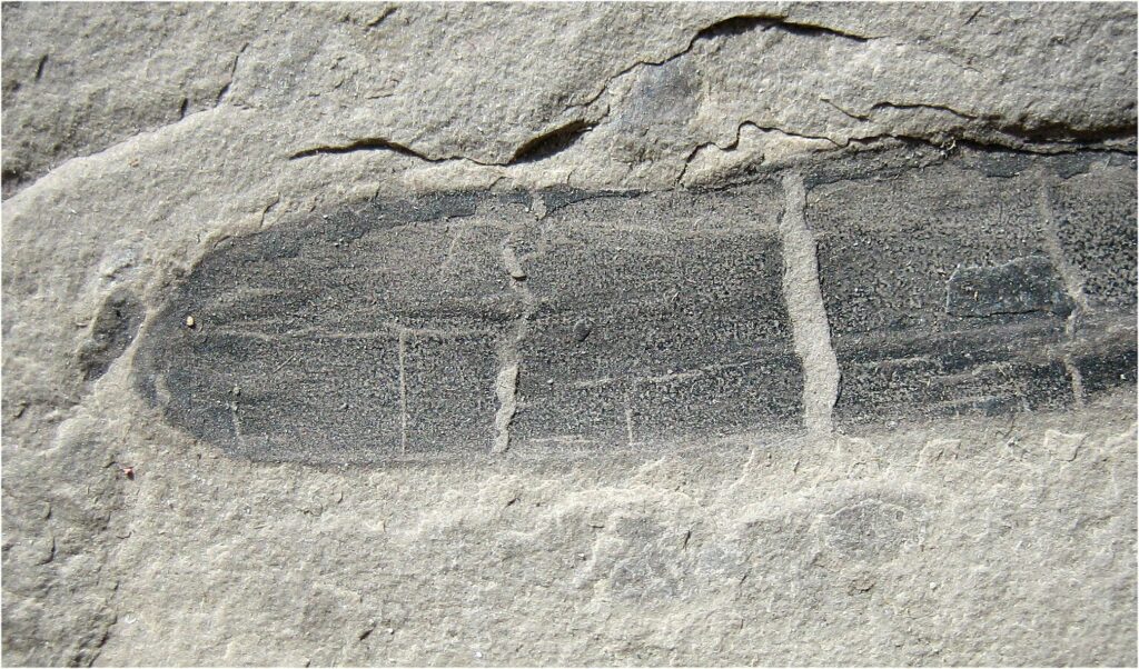 worm-fossil-worm-New York-State-Benthos-Project