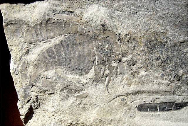 worm fossil worm and Eurypterid, New York State, Benthos Project
